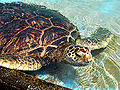 Thumbnail for version as of 02:31, 21 January 2009