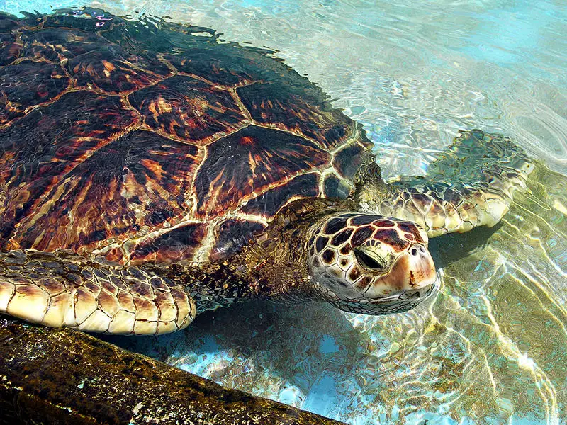 File:GreenSeaTurtle-2.jpg