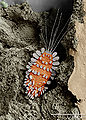 Thumbnail for version as of 02:28, 17 October 2007