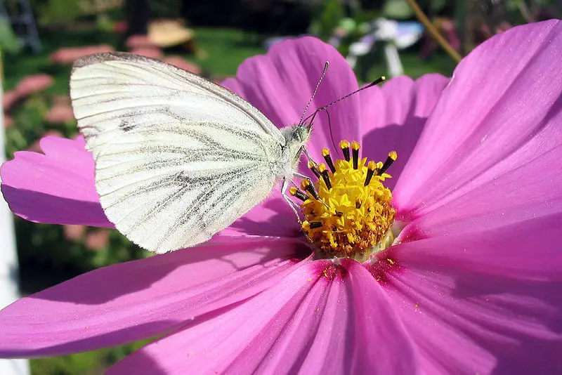 File:Rapsweissling Pieris napi .jpg