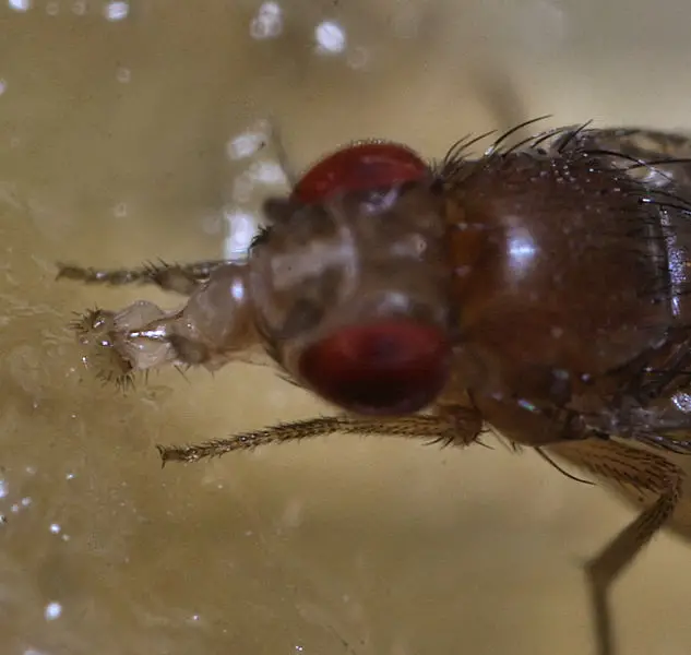 File:Sa fruitfly3.jpg