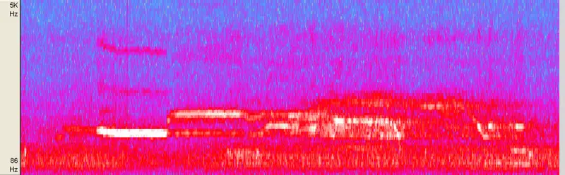 File:American Elk bugling spectrogram.png