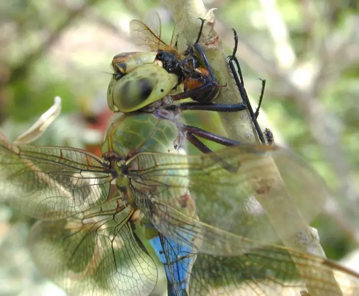 File:Anax withmeal.jpg