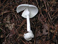 Thumbnail for version as of 06:37, 3 June 2006