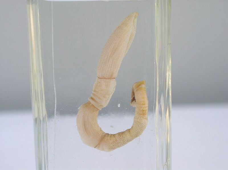 File:Eichelwurm.jpg