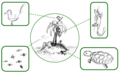 Thumbnail for version as of 22:43, 18 July 2008