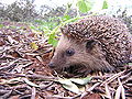 Thumbnail for version as of 05:51, 6 April 2007