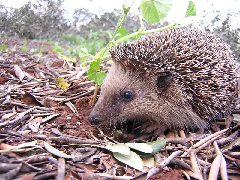 File:Igel.JPG