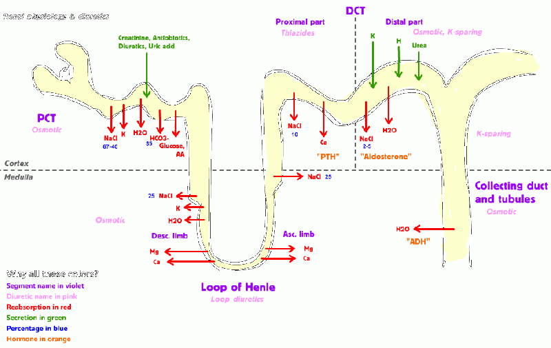 File:Renal Diuretics.gif