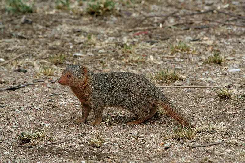 File:Serengeti Mongoose.jpg