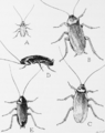 Thumbnail for version as of 00:03, 2 December 2007