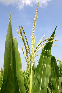 Maize - New World Encyclopedia