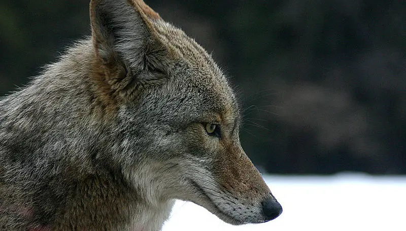 File:Coyote portrait.jpg