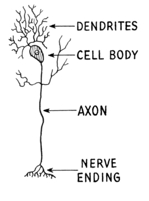 Structural regions of a neuron