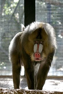 De Brazza's Monkey Born at the Zoo - Milwaukee County Zoo