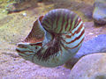 Thumbnail for version as of 17:51, 19 January 2007