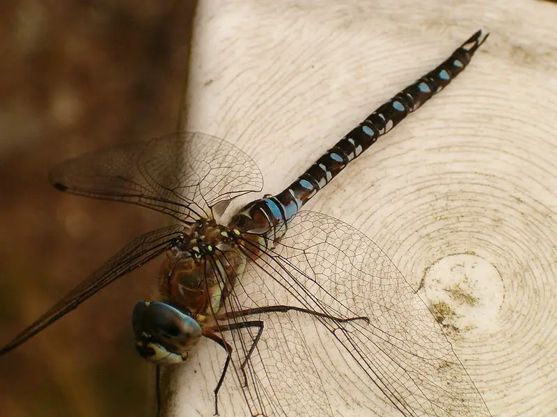 File:Polish dragonfly.jpg