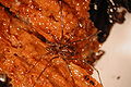 Thumbnail for version as of 22:51, 7 December 2008