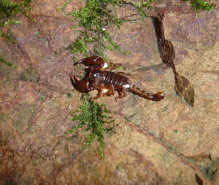 File:Scorpion 006.jpg