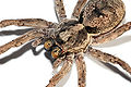 Thumbnail for version as of 01:32, 11 January 2007