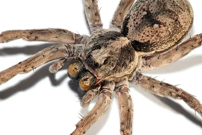 File:Wolf spider focus bracket02.jpg