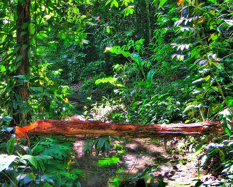 File:Atlantic forest.JPG