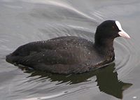 Eurasian coot or common coot