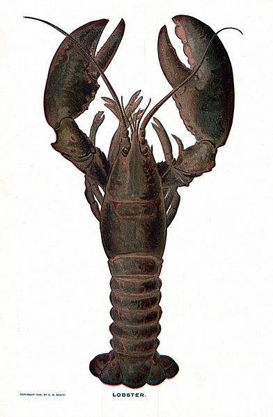 File:Lobster NSRW.jpg