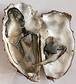Thumbnail for version as of 02:56, 6 November 2007