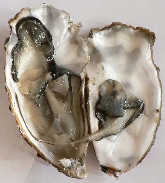 File:Ostrea edulis Marennes p1050142.jpg