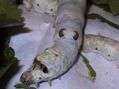 Silkworm, 4th or 5th instar