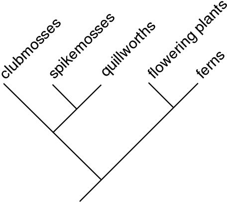 File:Cladogram-example2.svg