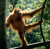 The critically endangered Sumatran Orangutan, a great ape endemic to Sumatra, Indonesia