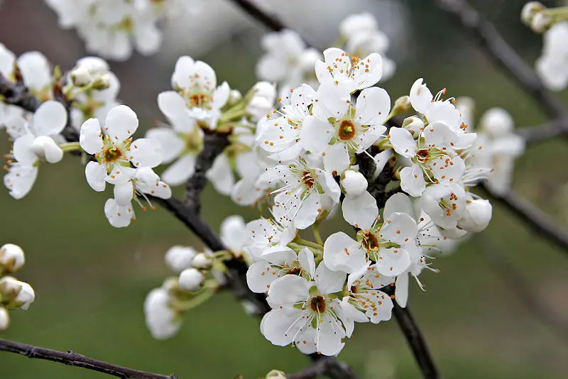 File:Plum blossoms.jpg