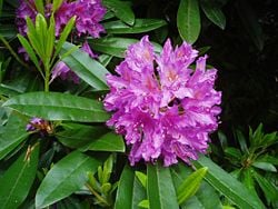 Hymenanthes Rhododendron subg.
