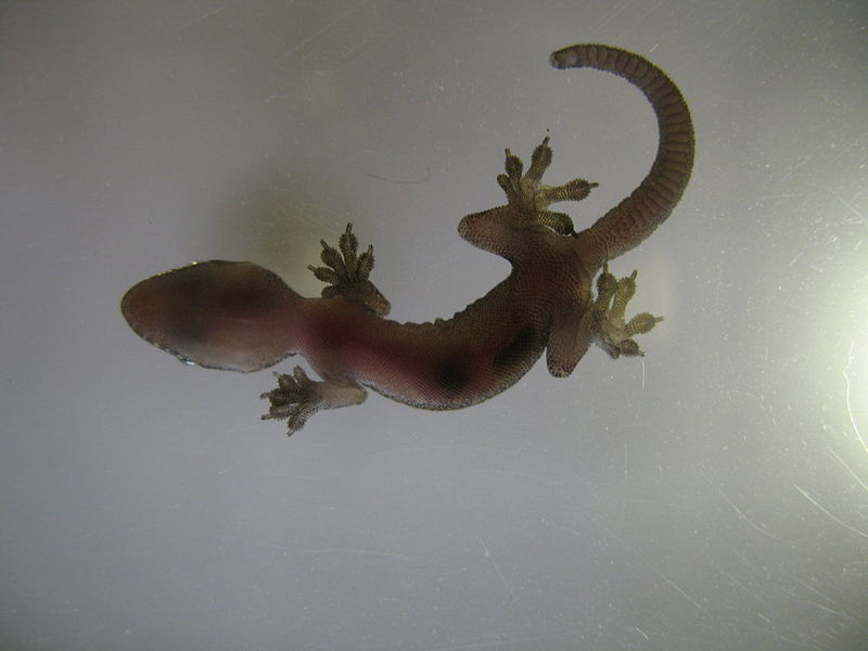 File:Theothersideofgecko.jpg