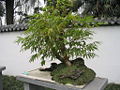 Thumbnail for version as of 18:54, 5 July 2007