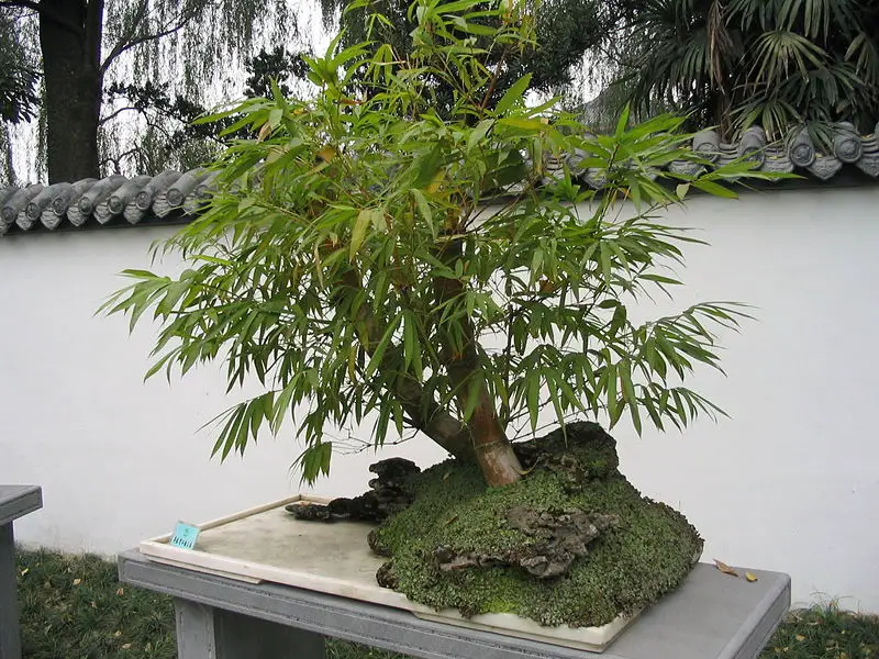 File:Bamboo bonsai Chengdu.jpg