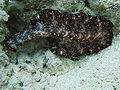 Thumbnail for version as of 01:41, 1 January 2007
