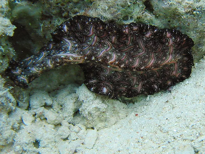 File:Bedford's Flatworm.jpg