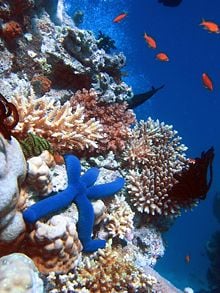 Some of the biodiversity of a coral reef, in this case the Great Barrier Reef