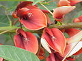 Thumbnail for version as of 23:03, 23 August 2006