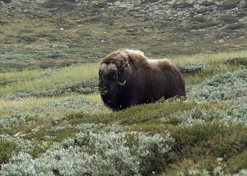 File:Muskus.jpg