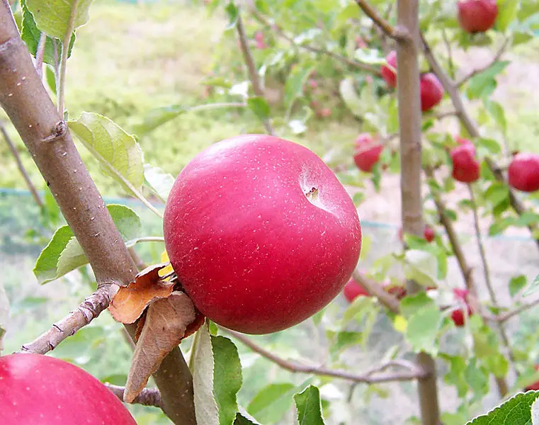 File:Red apple.jpg