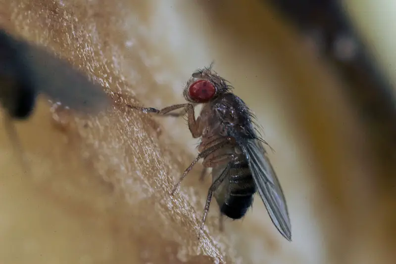 File:Sa fruitfly.jpg