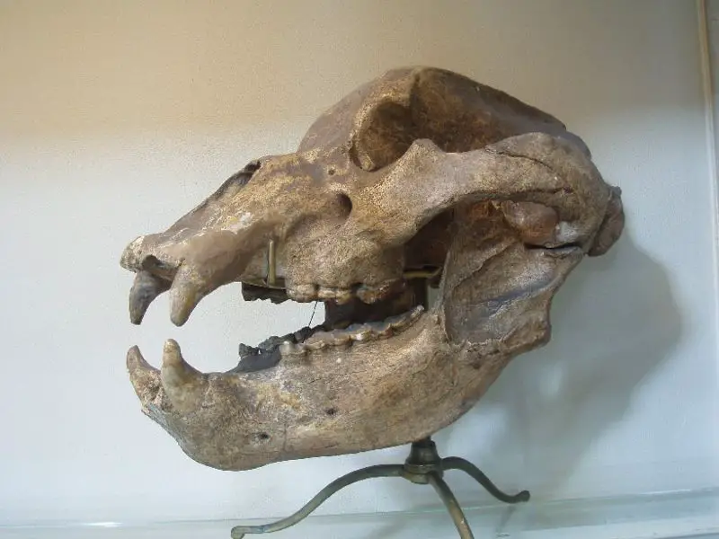 File:Ursus spelaeus112.JPG