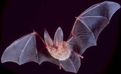 Townsend's Big-eared Bat, Corynorhinus townsendii