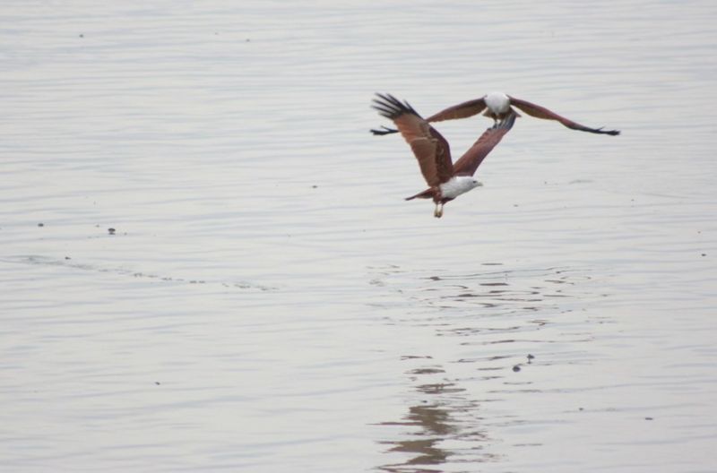 File:Brahminy Kites.jpg
