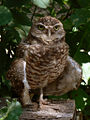 Thumbnail for version as of 20:28, 18 September 2008