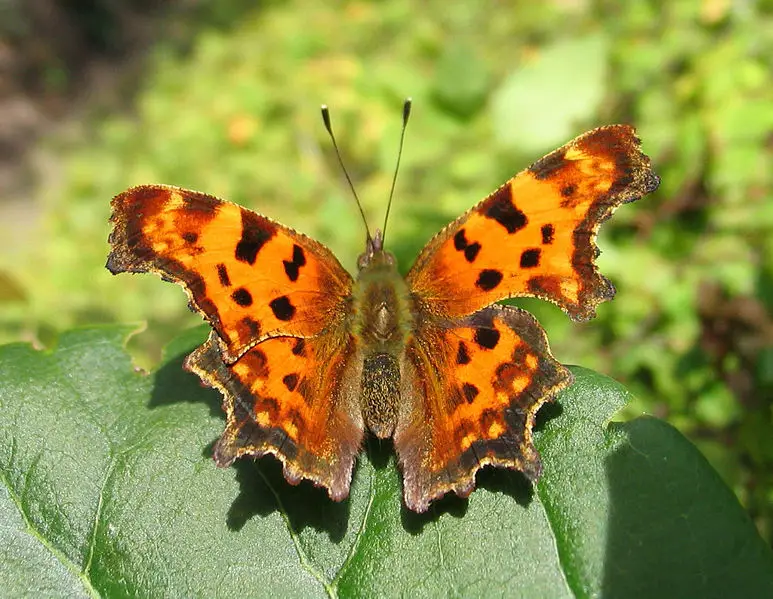 File:C-Falter Polygonia C-album.jpg